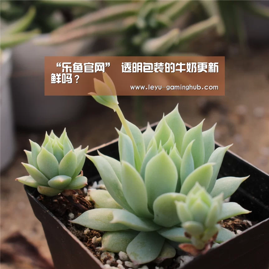 “乐鱼官网”
透明包装的牛奶更新鲜吗?(图2) 乐鱼官网